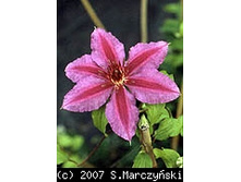 ������� ����� Barbara Dibley 137.3.jpg
