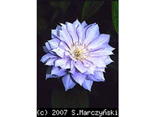 ���� �� �����            Belle of Woking 143.3.jpg