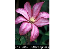 ����� ������             Betty Risdon 125.3.jpg