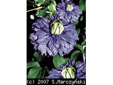 ��� ����     Blue Light 220.1.jpg