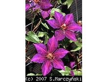 ���� ����                Burma Star 125.3.jpg
