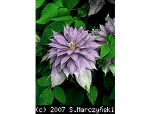 ������ �� ������� Countess of Lovelace 143.3.jpg