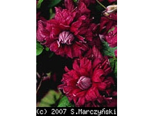 �������� ����� ��������               Purpurea Plena Elegans 143.3.jpg