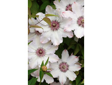 ���� ����                 Snow Queen 142.jpg