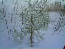 PICT0026.JPG