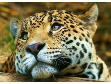 zadumchivyj-leopard.jpg