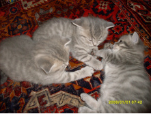 SDC10247.JPG