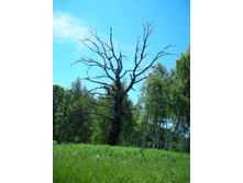 DSCN1359-1