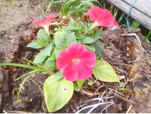 ����-0096.jpg
