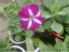 ����-0098.jpg