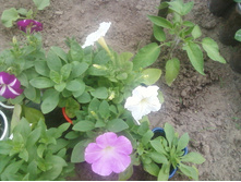 ����-0099.jpg