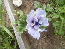 ����-0101.jpg