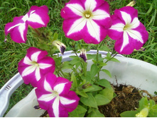 ����-0120.jpg