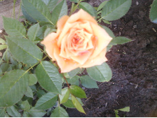 ����-0129.jpg