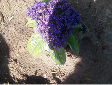 ����-0130.jpg