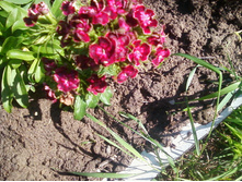����-0131.jpg