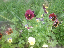 ����-0138.jpg