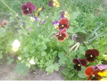 ����-0140.jpg