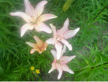 ����-0143.jpg