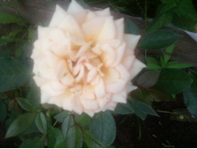 ����-0148.jpg