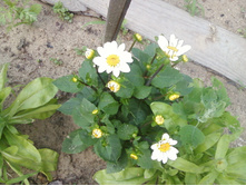 ����-0157.jpg