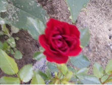 ����-0158.jpg