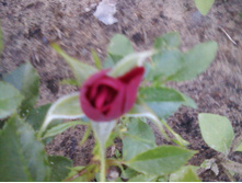 ����-0159.jpg