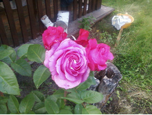 ����-0161.jpg