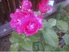 ����-0162.jpg