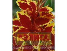Canna-Lucifer.jpg
