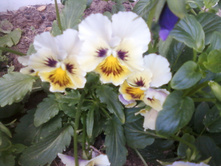 ����-0174.jpg