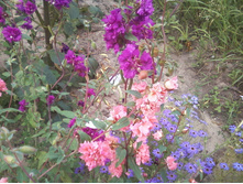 ����-0009.jpg
