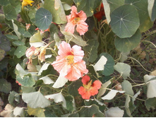 ����-0013.jpg