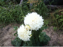 ����-0015.jpg