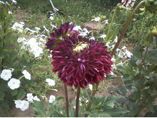 ����-0018.jpg