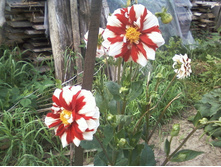 ����-0022.jpg