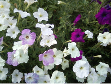 ����-0032.jpg