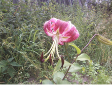 ����-0034.jpg