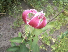 ����-0035.jpg