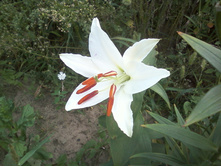 ����-0036.jpg