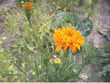 ����-0040.jpg