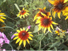 ����-0053.jpg