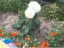 ����-0063.jpg
