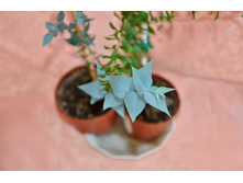 Eucalyptus risdonii