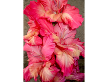 41,5�.jpg