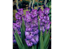 Blue Tropic-2013.jpg