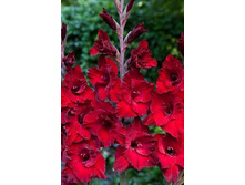 Cardinal-2013.jpg