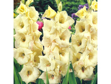 Cream Perfection -2013.jpg