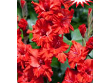 Fire  Ruffle-2013.jpg