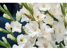 Ivory Priscilla-2013.jpg